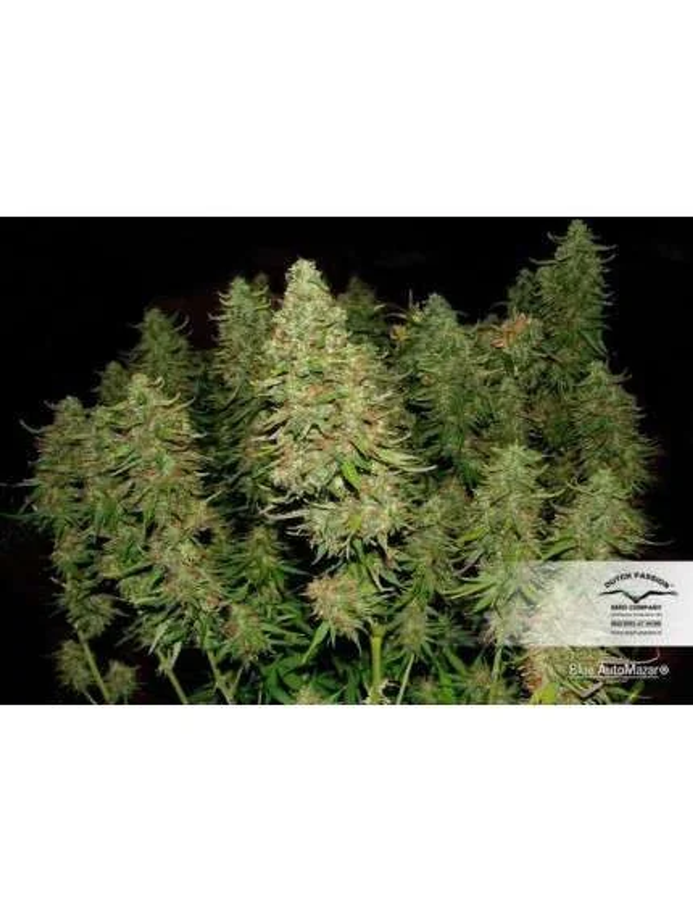 Blue Mazar Auto -Dutch Passion (X3/X3+1) 2