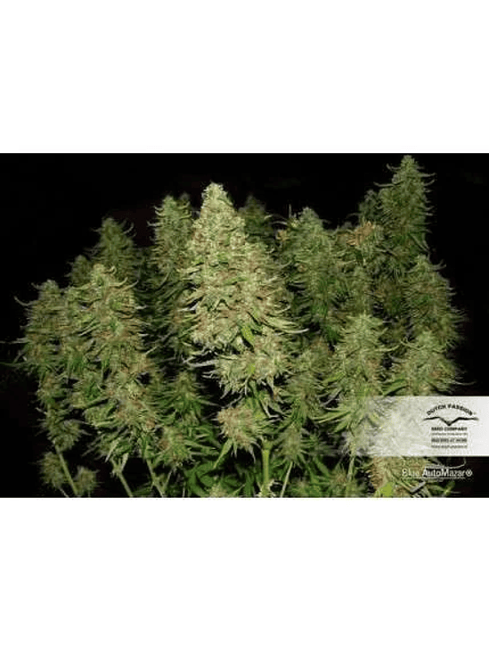 BLUE MAZAR  AUTO X3-DUTCH PASSION 2