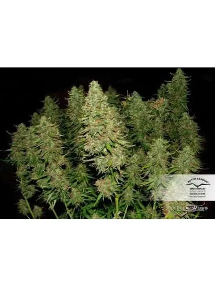 Blue Mazar Auto -Dutch Passion X3+1 2