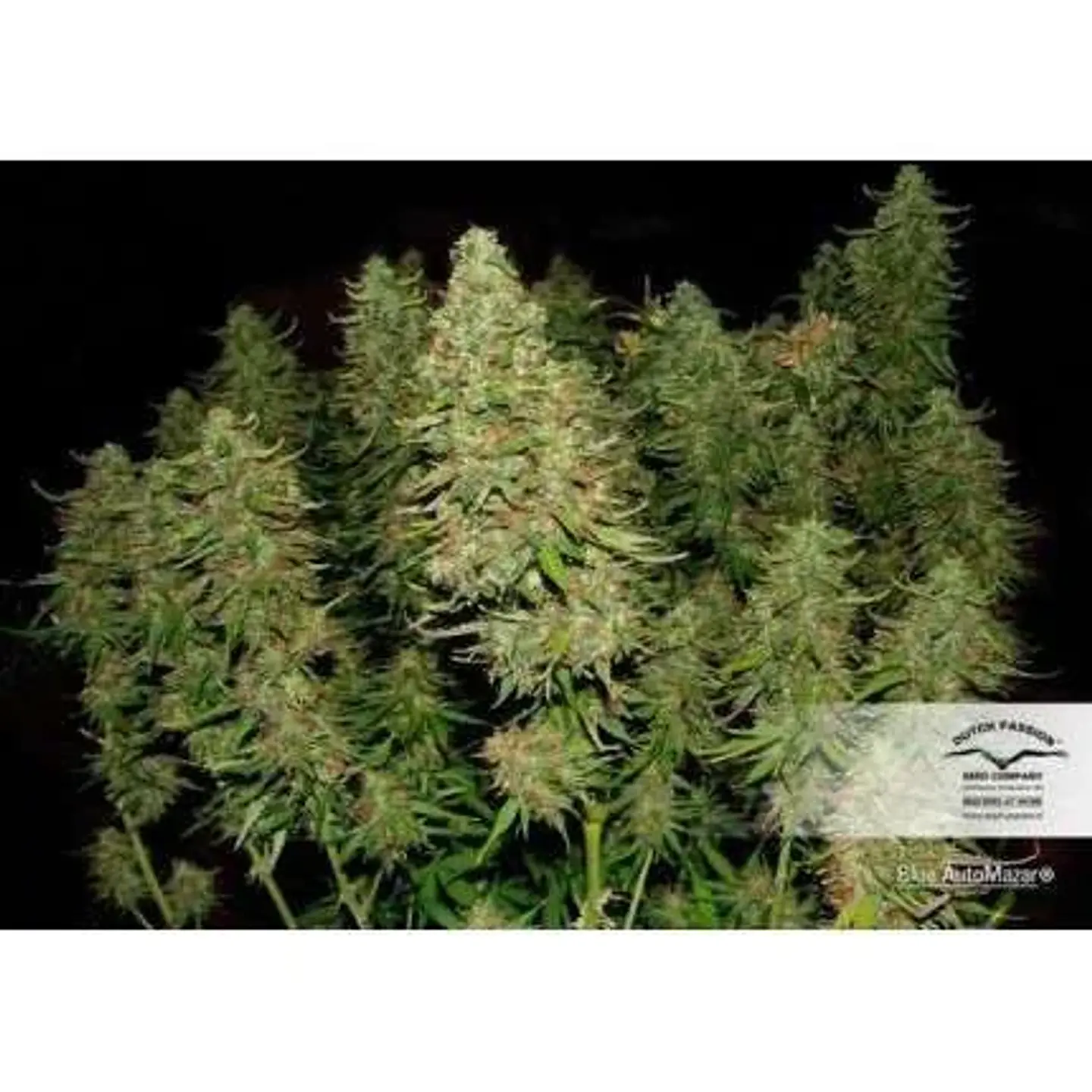 Blue Mazar Auto -Dutch Passion X3+1 2