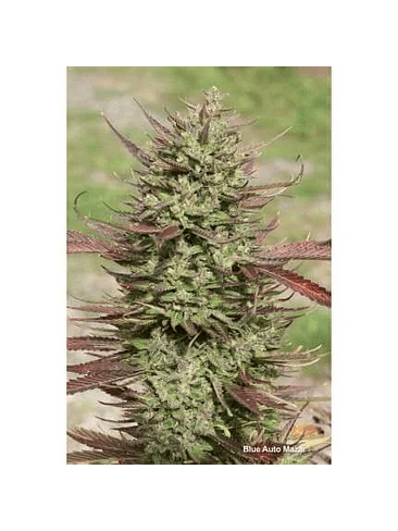 BLUE MAZAR  AUTO X3-DUTCH PASSION 3