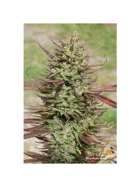Blue Mazar Auto -Dutch Passion X3+1 3