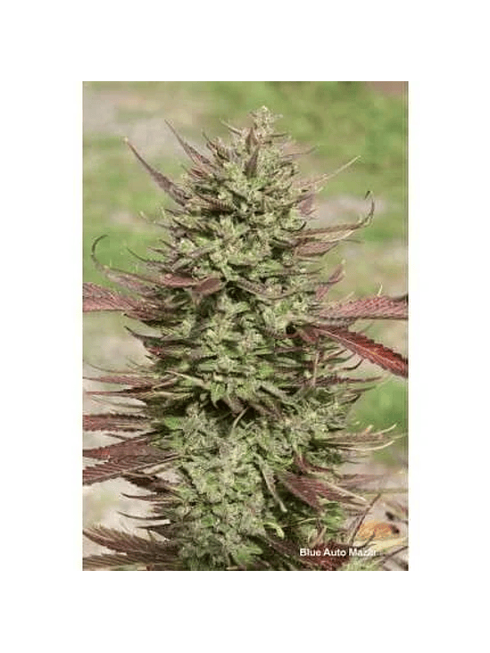 BLUE MAZAR  AUTO X3-DUTCH PASSION 3