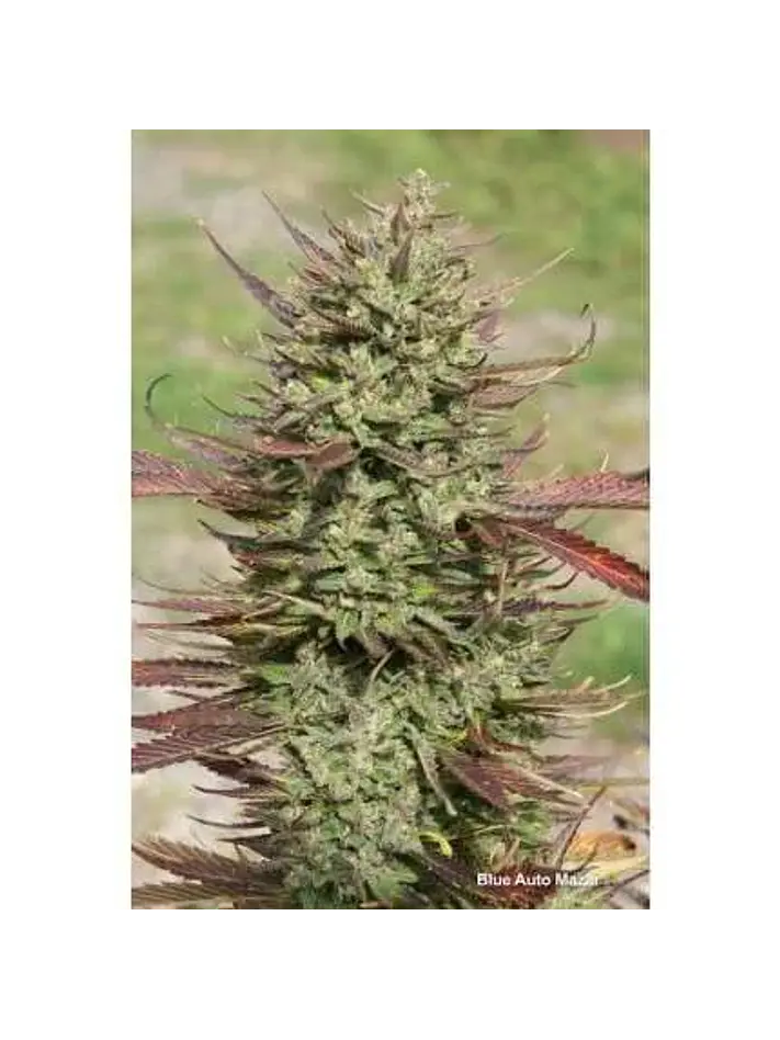 Blue Mazar Auto -Dutch Passion X3+1 3