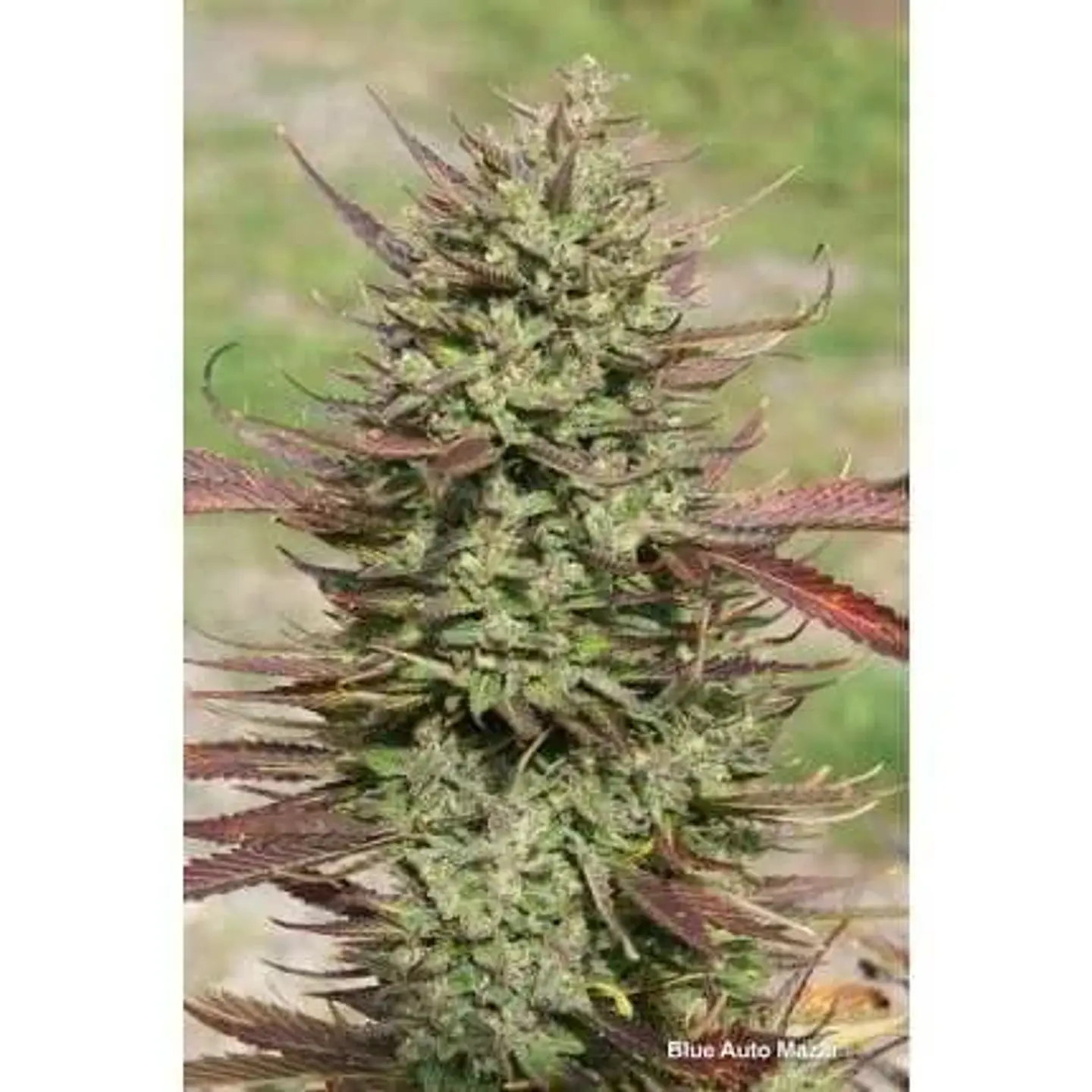 Blue Mazar Auto -Dutch Passion X3+1 3