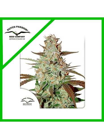 BLUE MAZAR  AUTO X3-DUTCH PASSION 1