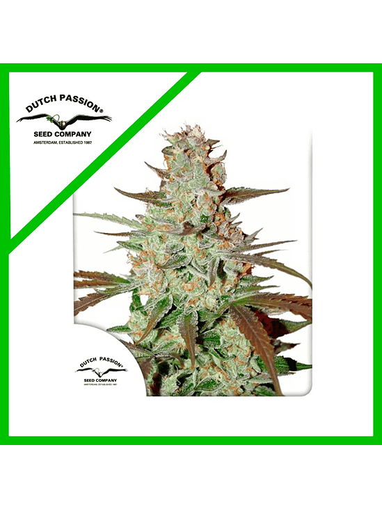 BLUE MAZAR  AUTO X3-DUTCH PASSION 1