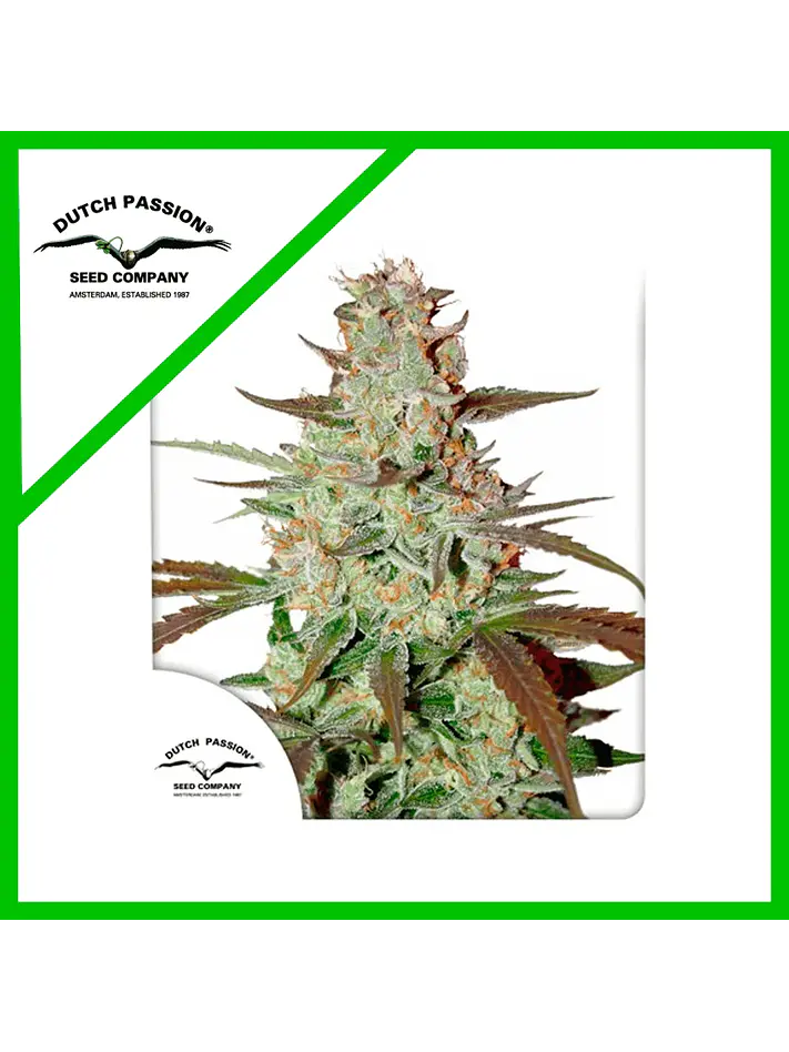 Blue Mazar Auto -Dutch Passion X3+1 1