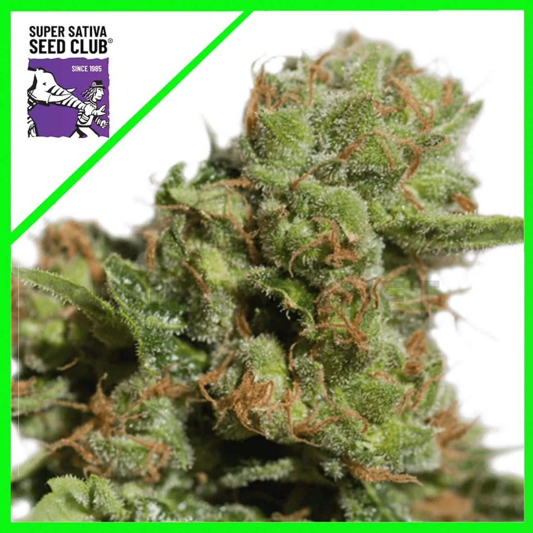 Bruce Lemon Diesel Auto X3-Super Sativa Seed Club 1