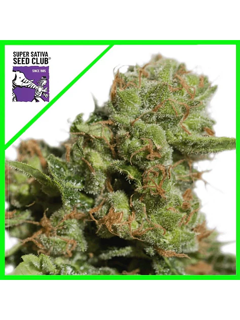 Bruce Lemon Diesel Auto X3-Super Sativa Seed Club 1