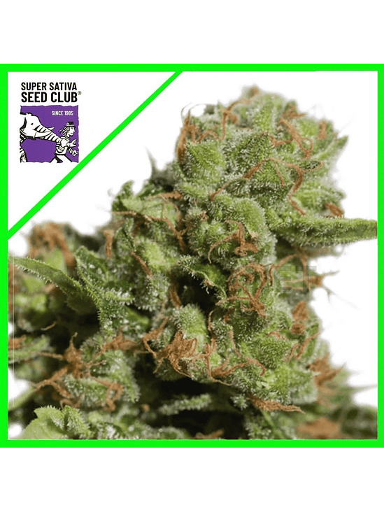 BRUCE LEMON DIESEL AUTO X3-SUPER SATIVA SEED CLUB CAJA ROTA 1