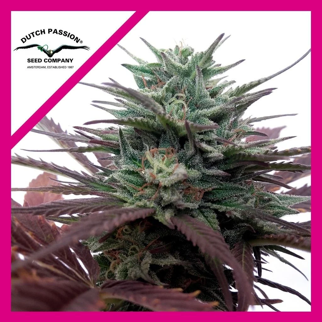 Brainstorm  Fem X3-Dutch Passion 1