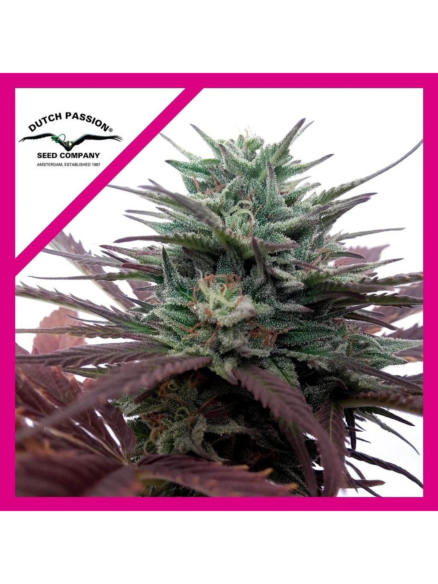 Brainstorm  Fem X3-Dutch Passion 1