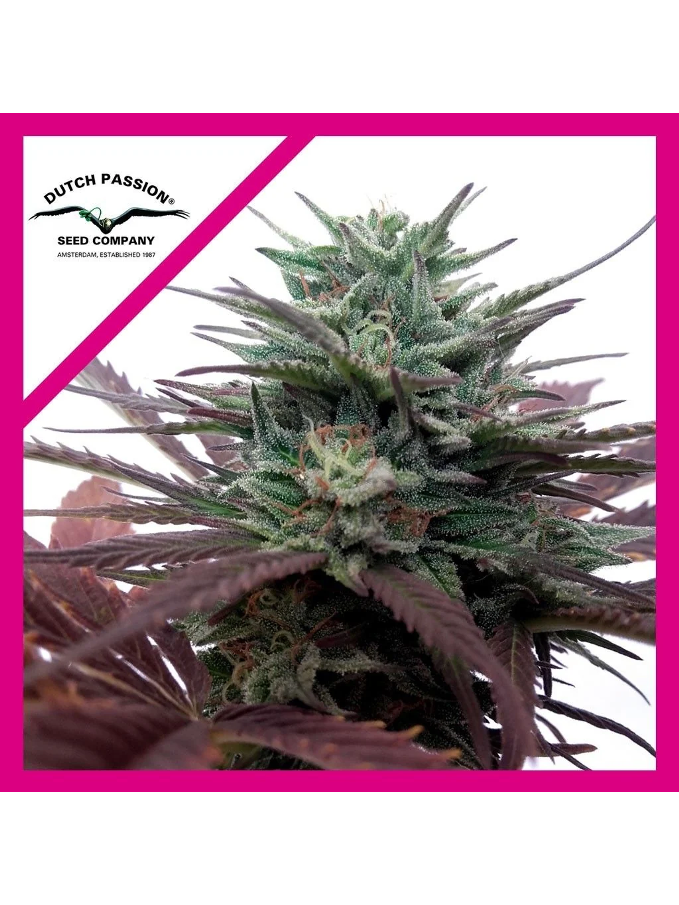 Brainstorm  Fem X3-Dutch Passion 1