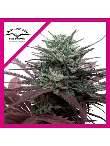 BRAINSTORM  FEM X3-DUTCH PASSION 1