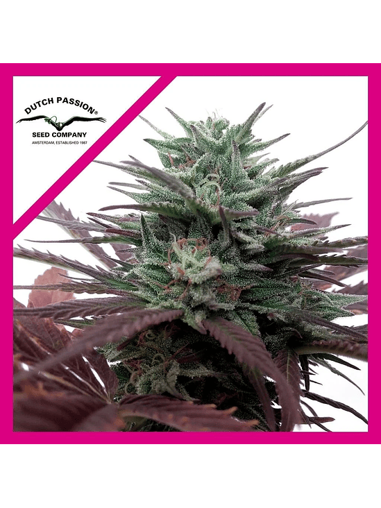 BRAINSTORM  FEM X3-DUTCH PASSION 1