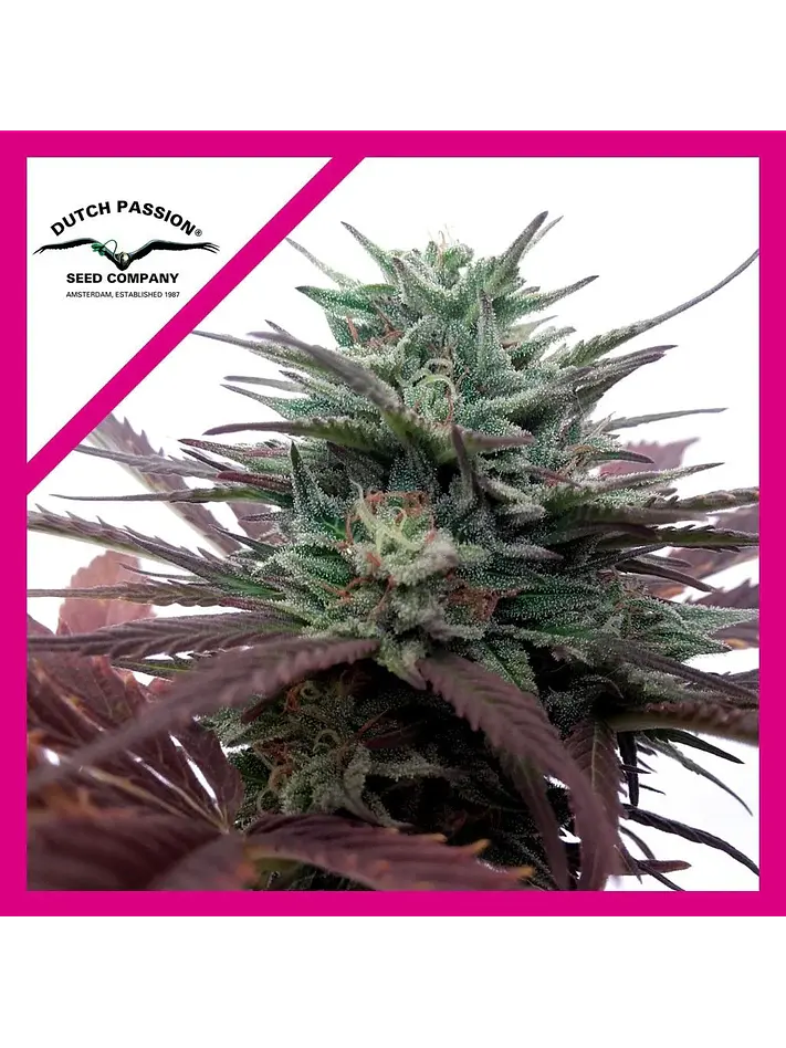 Brainstorm  Fem X3-Dutch Passion 1