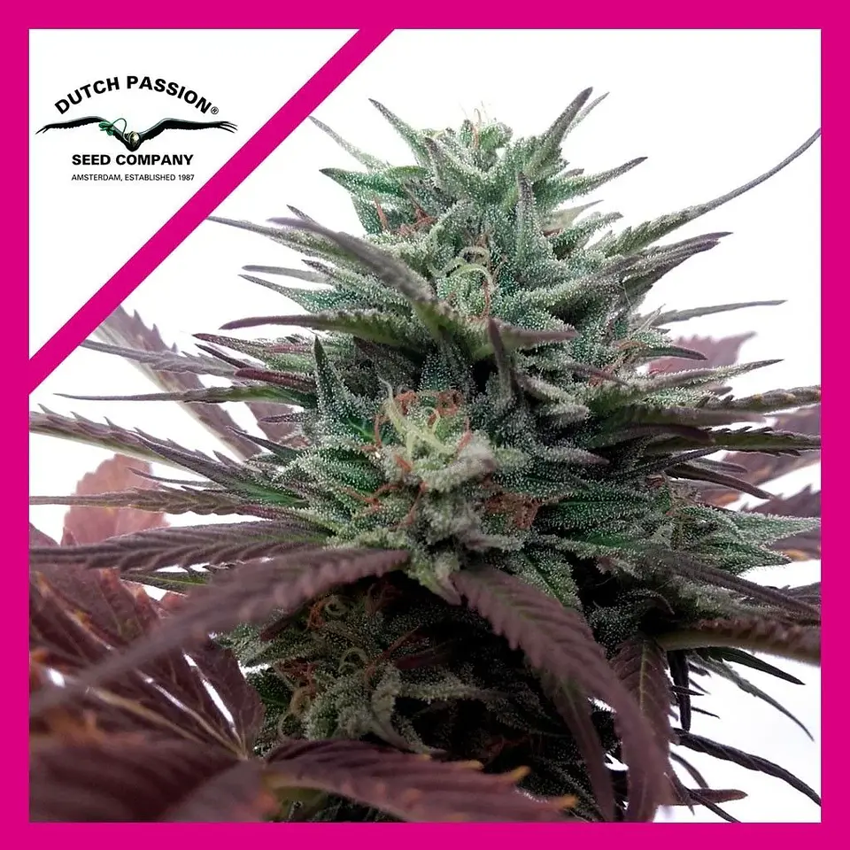 Brainstorm  Fem X3-Dutch Passion 1