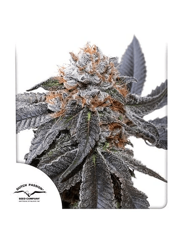 BLUE ZUSHI FEM X3-DUTCH PASSION 1