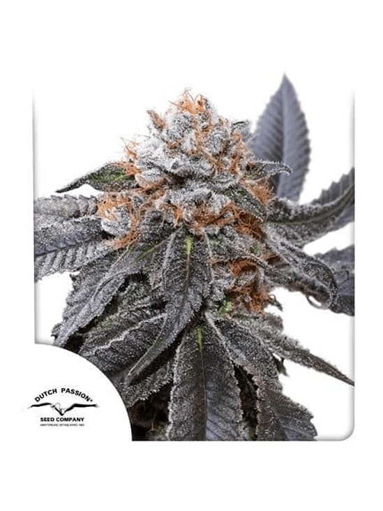 BLUE ZUSHI FEM X3-DUTCH PASSION 1