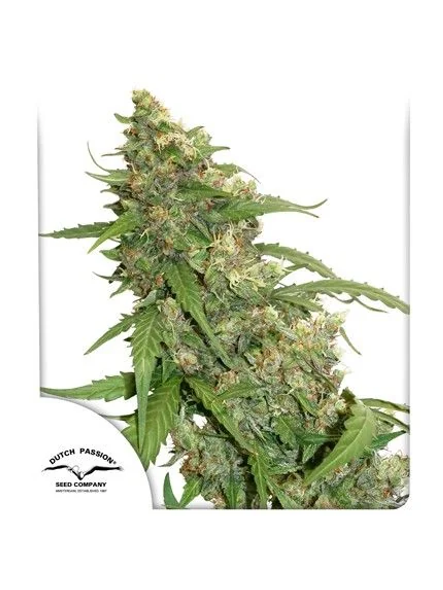 Cbd Compassion Auto X3-Dutch Passion 1