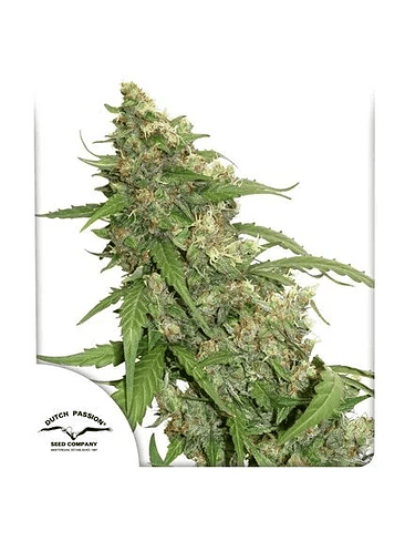 CBD COMPASSION AUTO X3-DUTCH PASSION 1