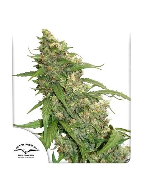 Cbd Compassion Auto X3-Dutch Passion 1