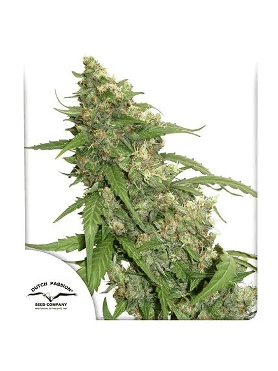 CBD COMPASSION AUTO X3-DUTCH PASSION 1