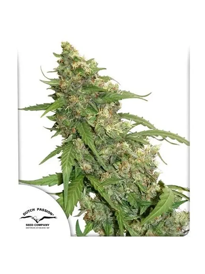 Cbd Compassion Auto X3-Dutch Passion 1