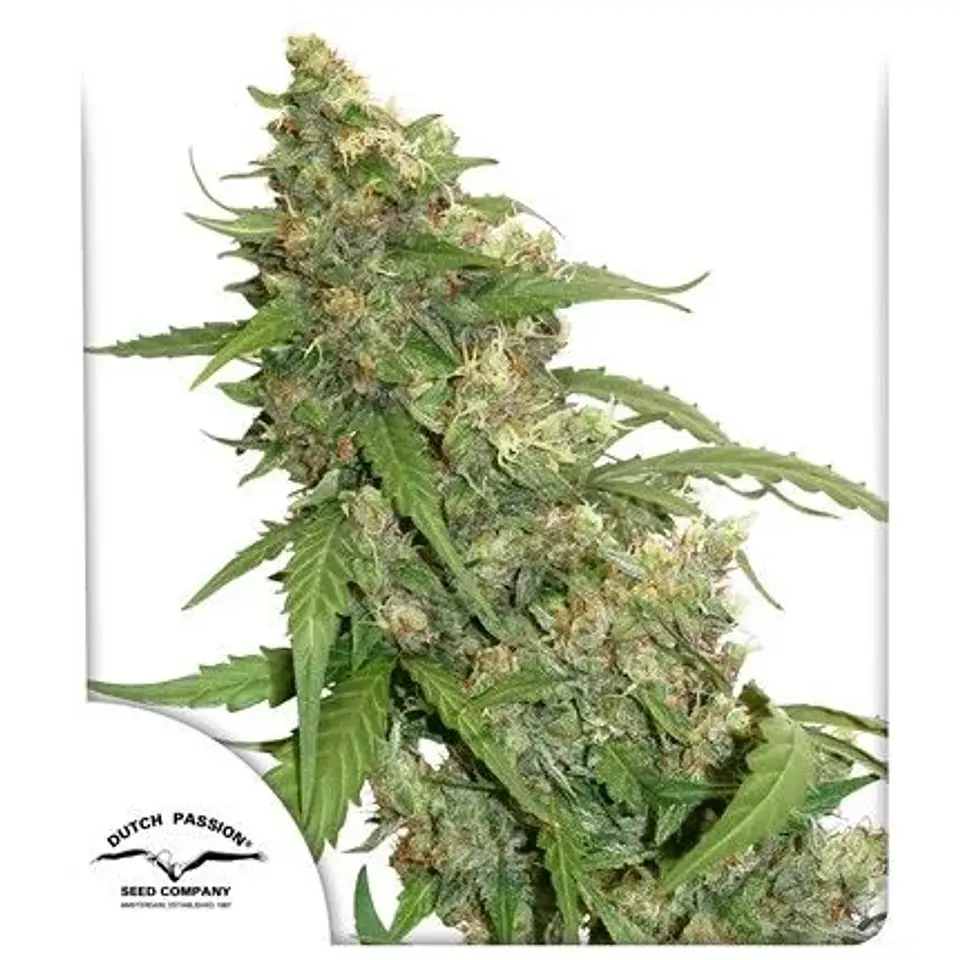 Cbd Compassion Auto X3-Dutch Passion 1