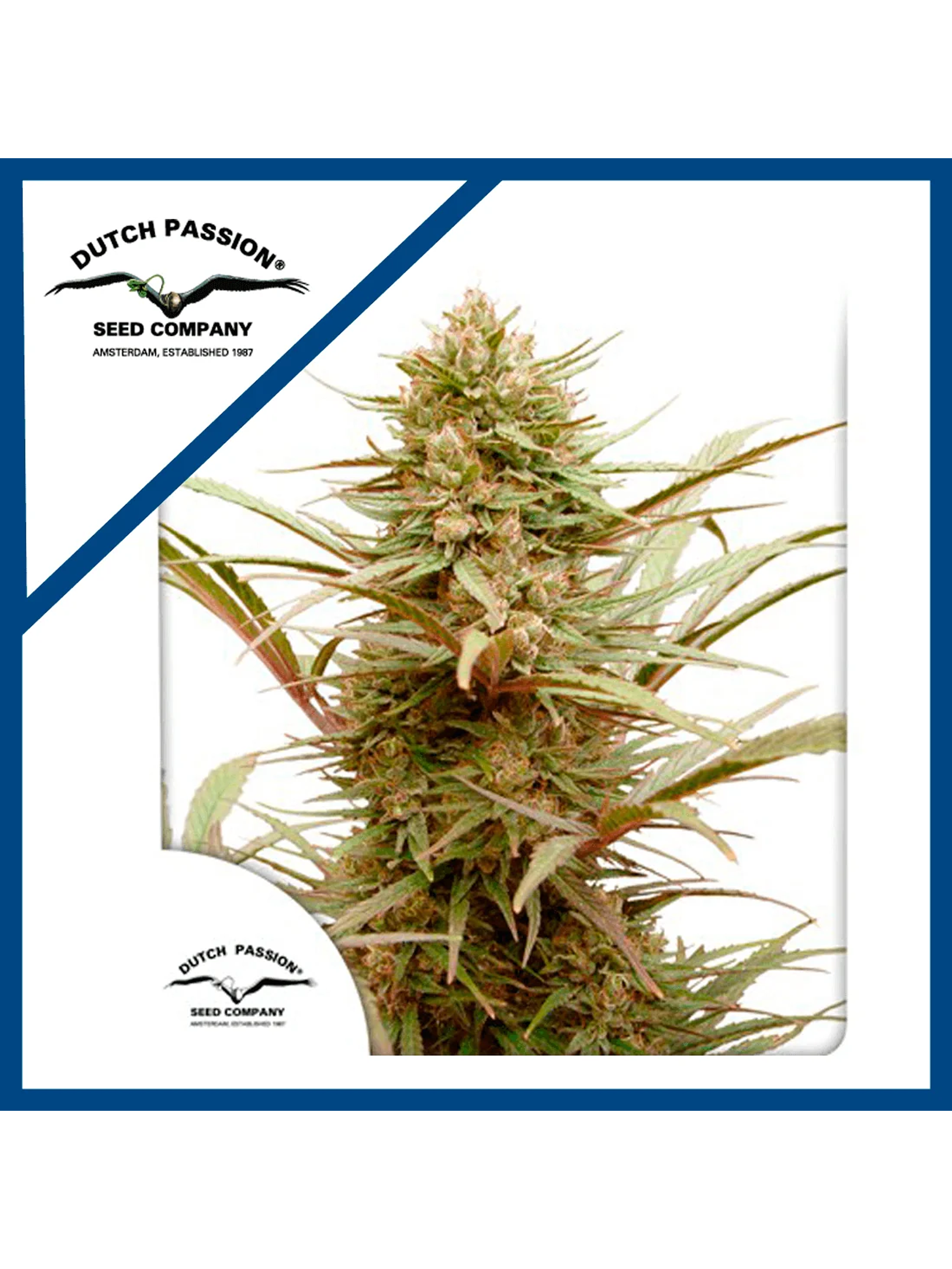 Cbd Compassion Fem X3-Dutch Passion 1