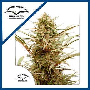 CBD COMPASSION FEM X3-DUTCH PASSION