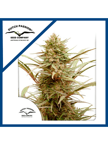 CBD COMPASSION FEM X3-DUTCH PASSION 1