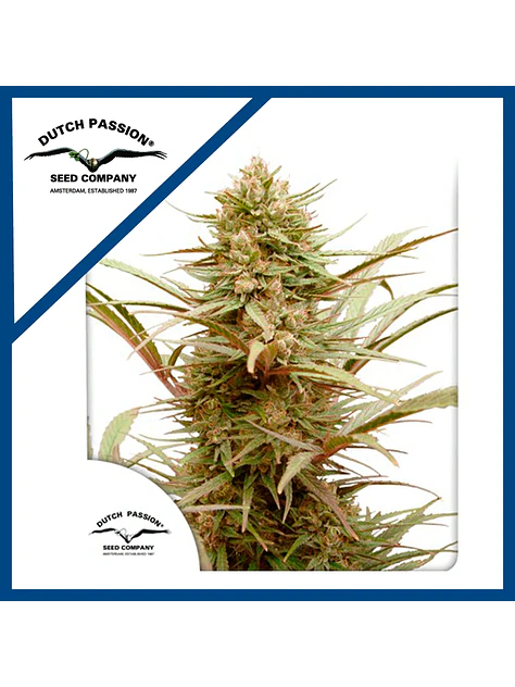 Cbd Compassion Fem X3-Dutch Passion 1
