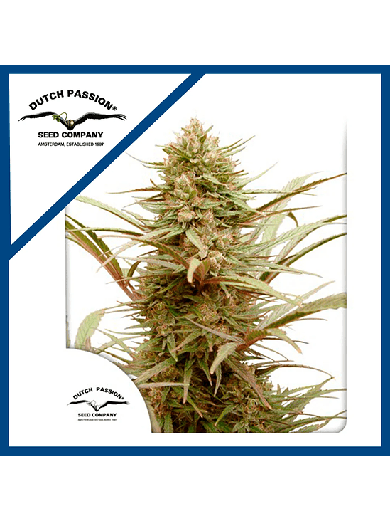 CBD COMPASSION FEM X3-DUTCH PASSION 1