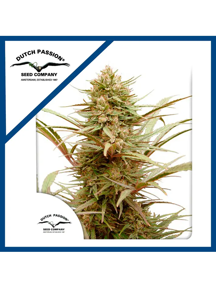 Cbd Compassion Fem X3-Dutch Passion 1