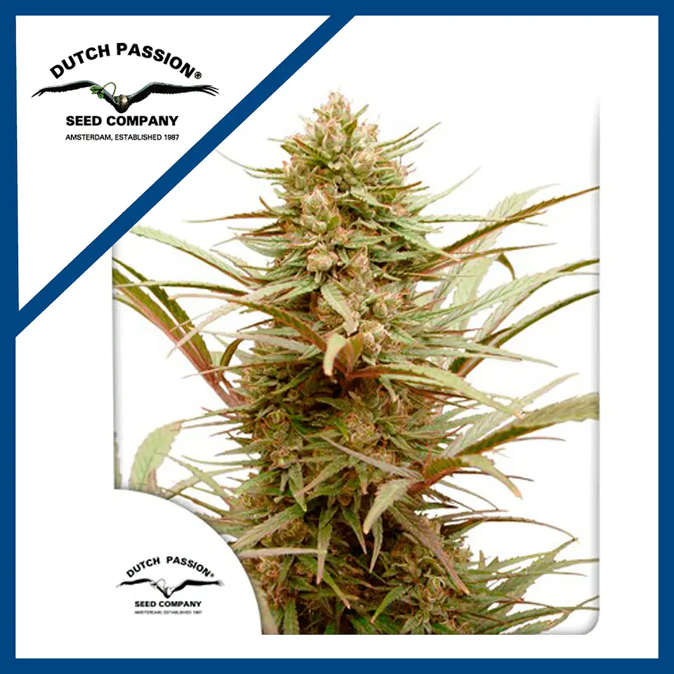 Cbd Compassion Fem X3-Dutch Passion 1