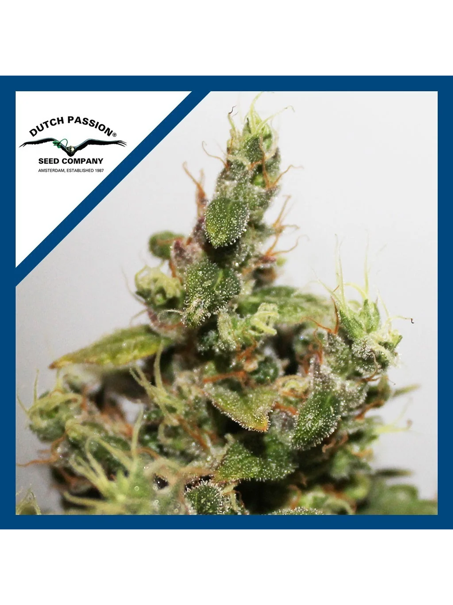 Cbd Kush  Fem X3-Dutch Passion 1