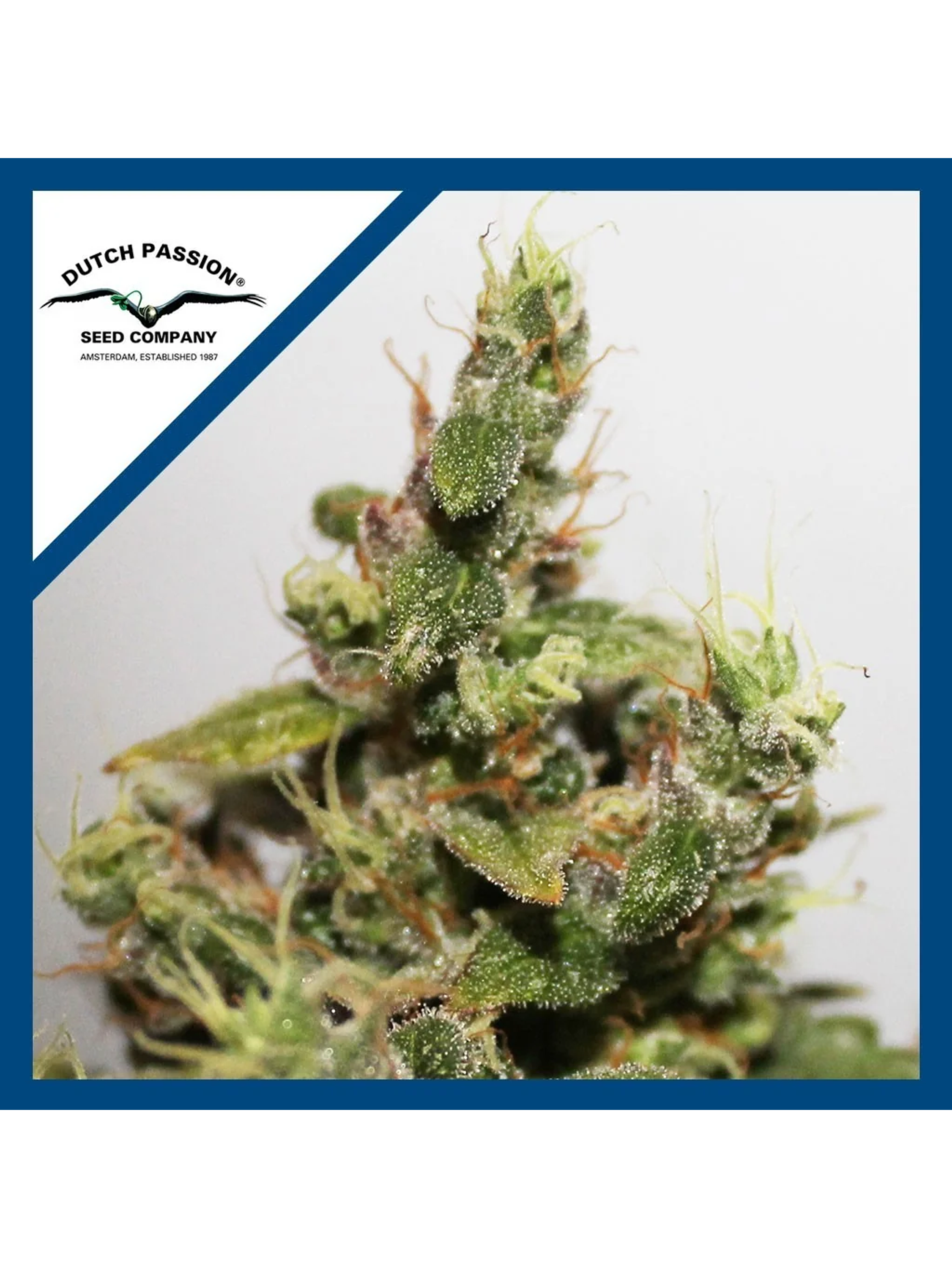 Cbd Kush  Fem X3-Dutch Passion 1