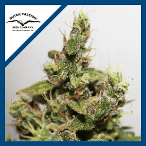 Cbd Kush  Fem X3-Dutch Passion