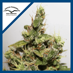 CBD KUSH  FEM X3-DUTCH PASSION