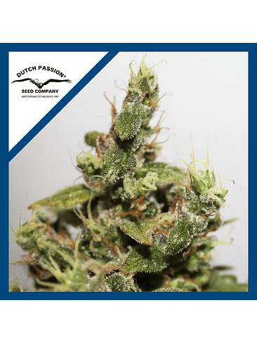 CBD KUSH  FEM X3-DUTCH PASSION 1