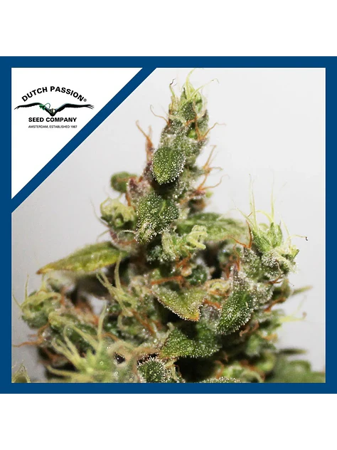 Cbd Kush  Fem X3-Dutch Passion 1