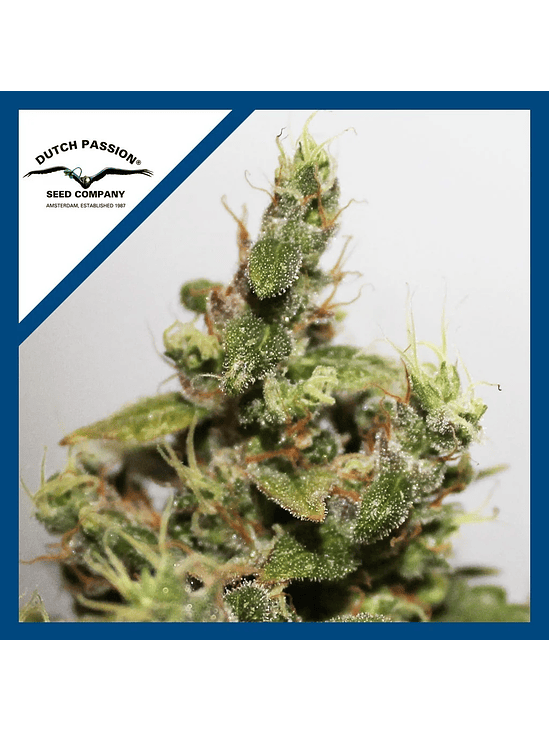 CBD KUSH  FEM X3-DUTCH PASSION 1