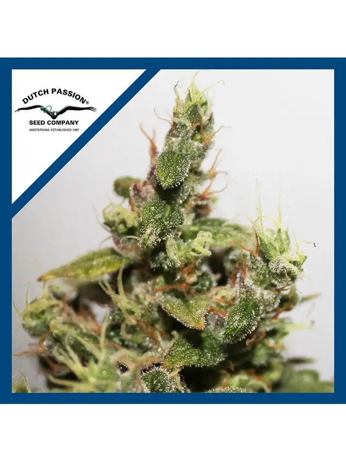 Cbd Kush  Fem X3-Dutch Passion 1