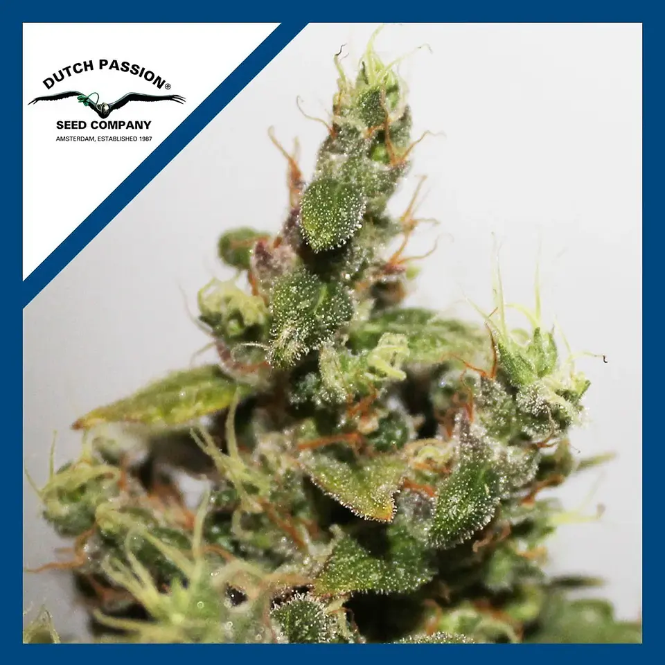 Cbd Kush  Fem X3-Dutch Passion 1
