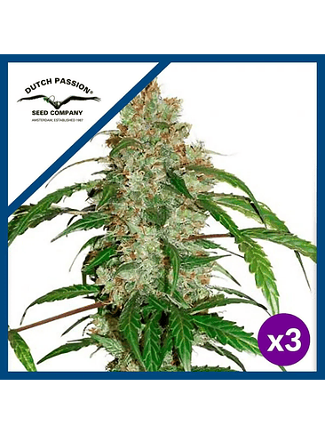 CBD WHITE WIDOW  AUTO X3-DUTCH PASSION 1