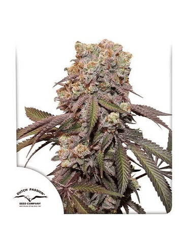 CANDY BUBATZ XL AUTO X3-DUTCH PASSION 1