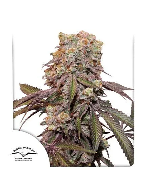 Candy Bubatz Xl Auto -Dutch Passion X3+1 2