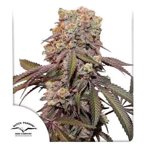 Candy Bubatz Xl Auto -Dutch Passion X3+1